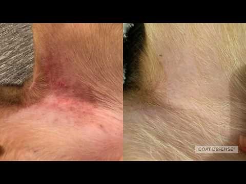 How to Treat Hot Spots and Allergies on Dogs with COAT DEFENSE®!