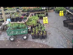 Virtual Tour of Roger's Backyard Nursery