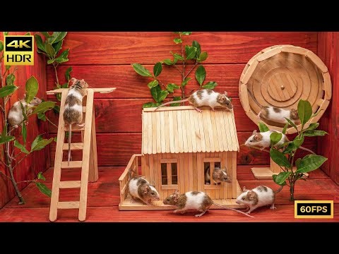 Cat TV: Climbing, Running, and Chasing Mice Inside a Tiny Village | 8 Hours 4K HDR Video