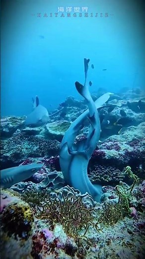 How do sharks reproduce The reproductive methods of sharks include oviparous viviparous an