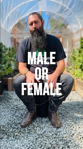 99% of Growers Still Get THIS Wrong When Sexing Plants 🌱