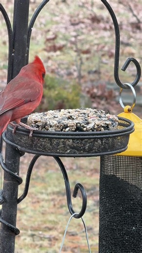 Cardinal #birdwatching #birdfeeder #backyardbirds #birdfeeding #cardinal