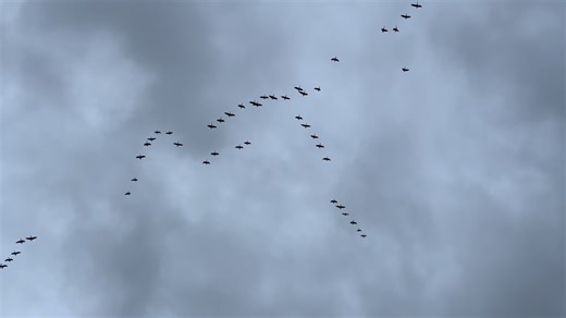 4.1K views · 25 reactions | We are starting to see more Canada geese...