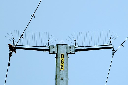 Raptor Guard Perching Prevention - Power Line Sentry