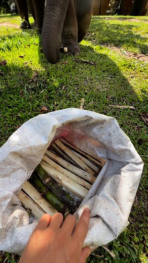 Bank Mahout on Reels