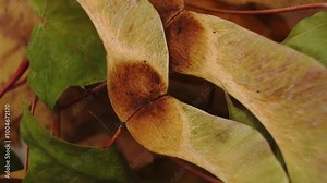Dried maple seeds and leaves gracefully rotate, showcasing intricate textures and details in this captivating macro shot. Experience the beauty of nature's delicate patterns up close