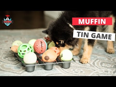 Muffin Tin Enrichment Game for Dogs | Easy DIY Mental Stimulation