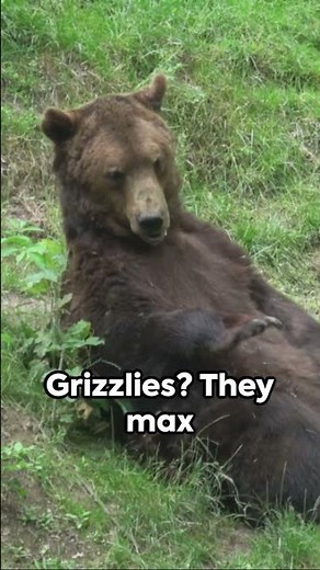 Grizzly Bear vs Polar Bear | The Ultimate Showdown