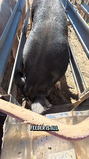 Bulda and I agree, Elsa was a bit odd today. She was chomping away at some frozen mud, and Bulda was jealous of nothing. #abchomestead #homestead #pig #pigsoftiktok | ABC Homestead