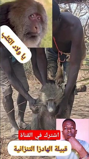 قبيلة الهادزا #تنزانيا #المغرب #الحياة_البرية #حيوانات #كلاب #السودان #ضحك