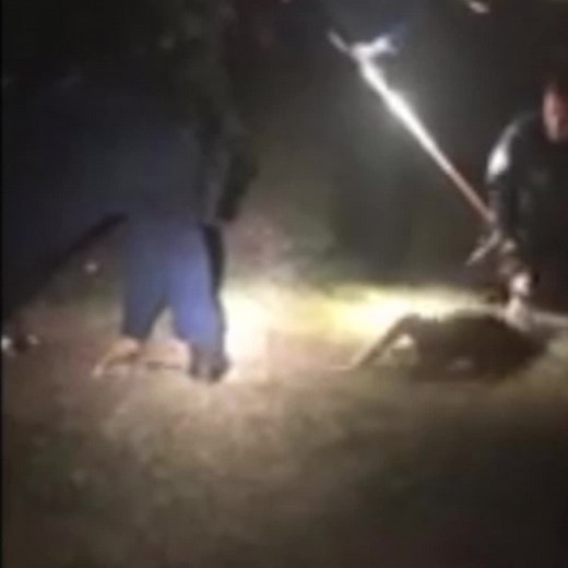 CAT CAPTURE VIDEO: Footage of a wild cat seen in multiple Suffolk locations over the past week being captured in Central Islip. MORE: https://bit.ly/3cWmhy42rfrf | News 12 Long Island
