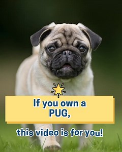 1.3K views · 289 reactions |  WANTED: PUG owners who want the chance...
