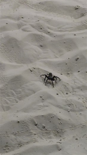 Robert Walker (@robertwalker816i)’s videos with Somebody's Watching Me - Rockwell