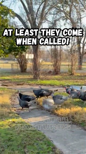 Obedient turkeys #farmlife