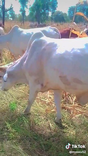 nyawu (@nyawu52)’s videos with original sound - nyawu