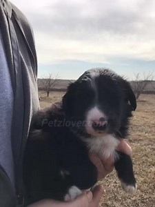 English Shepherd Puppies For Sale in Canistota.. 🐾 Introducing the heartwarming world of English Shepherd puppies! 🌈✨ These bundles of joy are more than just adorable faces. Buy this Puppy, Click the link: https://www.petzlover.com/us/english-shepherd-puppies-for-sale-in-canistota-572883?ref=yt Purchase these comparable puppies, Click the link: https://www.petzlover.com/us/active/english-shepherd-for-sale?ref=yt #english, #englishshepherdpuppiesforsale, #puppiesforsale, #puppyforsale, #english