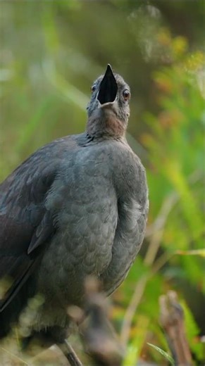 Viral bird master, make people laugh out loud funny videos entertainment +62 viral funny videos