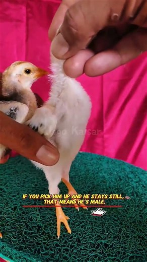 difference between Male or female 🐓 #birds #roosterfarm #chicken#aseelmurga #ytshorts #youtubeshorts