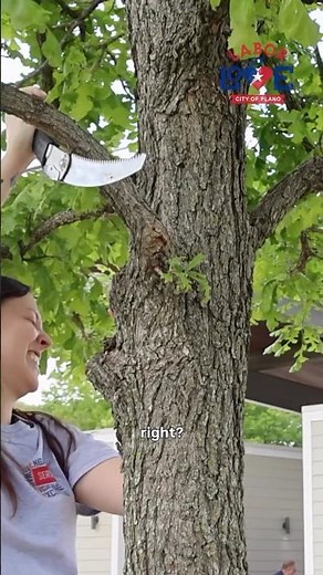 Ever wondered what it takes to be an Arborist? Much, much more than this 😅🌳🪚