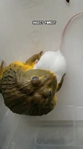 97K views · 1.3K reactions | Fat frog eating white mouse #frog #mouse #feeding #rat #mice #insects | Insect Forest | Facebook