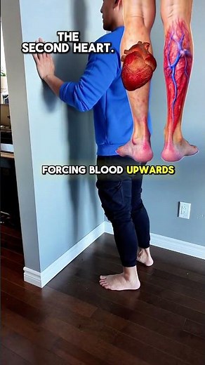Calf Muscles are the Second Heart (Circulation)
