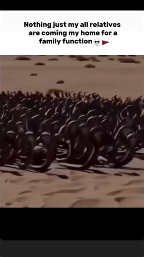 they only here for the food#popular #trending#meme#funy#life#family#relatives