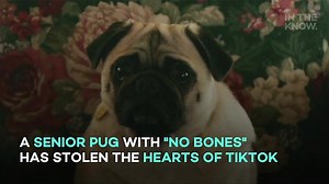 Noodle, the pug who sometimes wakes up with 'no bones,' delights TikTok users