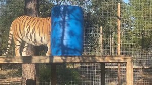15K views · 2K reactions | If you’ve been to SV...I shift big cats & bears around all day everyday...giving them time in the pool play yard but always moving them back to their enclosures for the night. Enrichment makes the moving around entertaining for me & the animals ❤️ | Single Vision, Inc. | Facebook