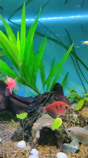 You can set up a whole aquarium with plants at a low cost #waterplants #javamoss #waterplantscombo