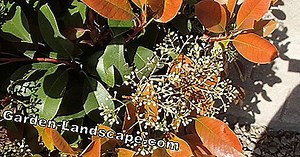 Lifestyle: Oleander does not bloom - buds do not budge - what to do? | 2025