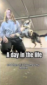 A day in my life training my pack of sport dogs!