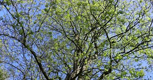 green foliage on a maple tree in spring bloom, beautiful green-tinged leaves on maple trees in spring