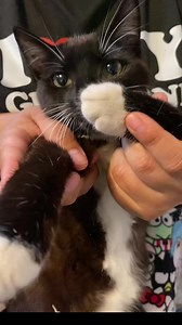 Cat Goes Scuba Diving: A Tuxedo Cat Explores Underwater