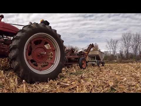 Picking Corn 1950s Style