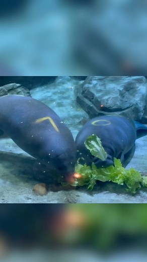 Cincinnati Zoo on Instagram: "💙Meet the new Manatees!💙 Rescued manatees Lilypad, Orchid, and Vora are now swimming in Manatee Springs, and the manatee rehab team is ready to feed and care for them. They will be visible to the public starting this Thursday. The Cincinnati Zoo is proud to serve as a second-stage rehabilitation facility in the @mrp_manatee. Our role is to provide plenty of food, primarily lettuce, and veterinary care until the manatees are big and strong enough to be returned to 