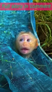 Tears in the Jungle: How Habitat Destruction Fuels Monkey Suffering👉Full Story in comment | Monkey MOKA