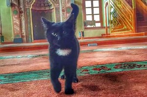The Internet Loves This Imam Who Lets Stray Cats Live At His Mosque