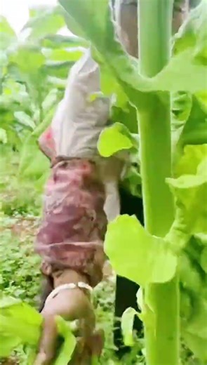 picking vegetable leaves in the garden #shorts