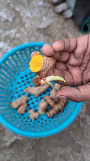How to grow Ginger/Turmaric on terrace #gardening #plants #garden | Nature's Roots