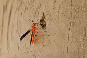 What Is An Alabama Red Wasp?