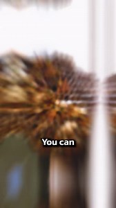 1.6K views | How do you get rid of the scary wasp list in your house? There is a few options to choose from... #wasp #waspnest #bees #bee #sting #waspnestremoval #insects #pestcontrol #bugs #infestation #diy #disgusting | Pest Badger | Facebook