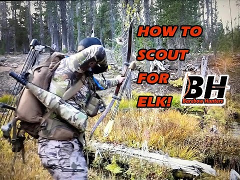 How to Scout for Elk! Methods for finding Roosevelt and Rocky Mt. Elk.