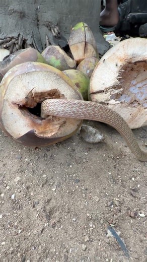 नारियल में सांप कैसे घुसा था लोगो का उड़ा होश 🐍😱 Snake in coconut #shortvideos #viralvideo #short