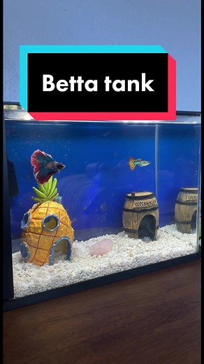 She’s very proud of it. #fyp #bettafish #guppie #3gallontank #fishtank #aquarium #fish