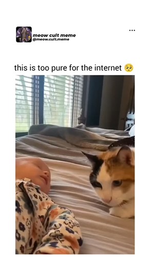 Meowcult Memes on Instagram: "The compilation brings together moments where cats respond to babies with a gentleness that feels instinctive. Small movements slow down, bodies soften, and attention shifts toward protecting rather than reacting. What makes these scenes so touching is the contrast. Cats known for independence and boundaries suddenly show patience, caution, and quiet curiosity. Their body language changes in subtle ways, as if they understand something fragile is present. The video 