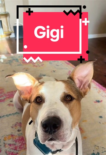🥺‼️Welcome, Gigi 📣💔 Sweet Gigi’s life has been a series of almost happily ever afters 😔💔FOSTER NEEDED!📣 This bright-eyed, affectionate girl first came to the county shelter as a stray in the spring of 2023 🌸🐶 She stole hearts right away with her big smile and goofy zoomies 🥹💚 Everyone who met her could see what a special girl she was! But life hasn’t been easy for our Gigi 💔 She’s been adopted twice and returned twice — never because of anything she did wrong 😞 One family moved away,