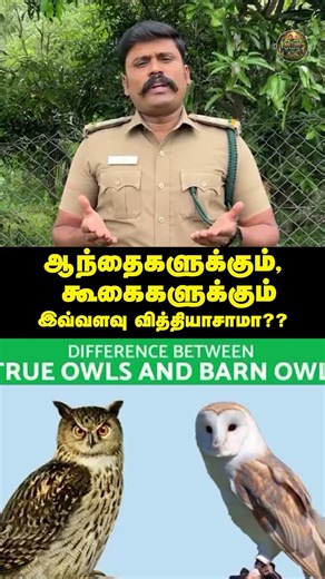 🦉Is there really that much difference between owls and hawks? | Nature Speaks