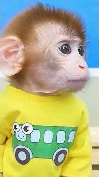 Monkey Baby Shark | Nursery Rhymes & Kids Songs |Bobby Kids Songs