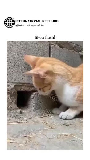 🌍 INTERNATIONAL REEL HUB on Instagram: "The post showcases a 10-second video of an orange tabby cat fixated on a mouse peeking from a concrete wall hole, lunging with explosive speed to snatch it but missing by inches, captioned "like a flash!" to capture the predatory burst. Authored by @chunlimulan , whose bio "Where Legends Meet Daily Life" suggests a theme of mythic flair in mundane scenes, the clip exploded to over 1 million views and 21,000 likes in under 24 hours, drawing replies blendin