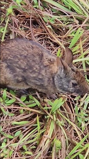 Florida's Rabbit. #floridaoutdoors #nature #wildlife #rabbit #americanwildlife